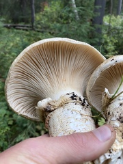 Catathelasma