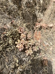 Sedum oreganum