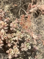 Sedum oreganum