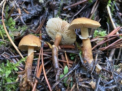 Cystoderma