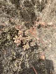 Sedum oreganum