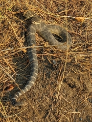 Crotalus oreganus oreganus