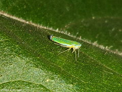 Sibovia
