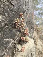Sedum oreganum