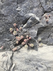 Sedum oreganum