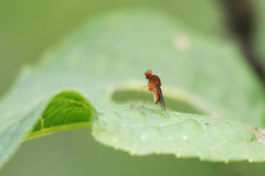 Chrysopilus quadratus