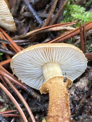 Cystoderma
