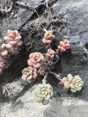Sedum oreganum