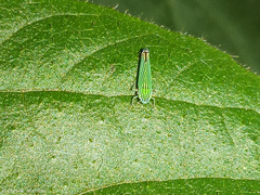 Sibovia