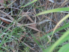 Galgula partita