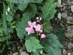 Begonia palmata