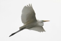 Ardea alba