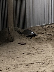 Lepidochelys olivacea