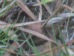 Galgula partita