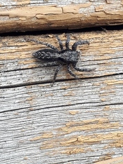 Platycryptus californicus