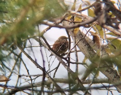 Emberiza leucocephalos