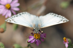Heliopetes ericetorum
