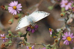 Heliopetes ericetorum
