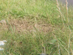 Calcarius lapponicus