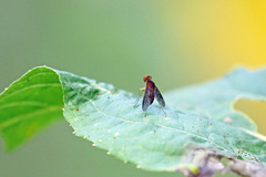 Chrysopilus quadratus