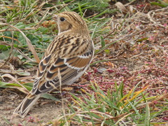 Calcarius lapponicus