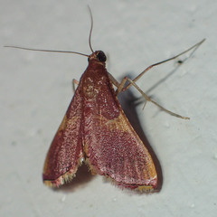 Endotricha mesenterialis