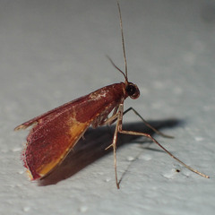 Endotricha mesenterialis