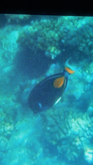 Acanthurus achilles