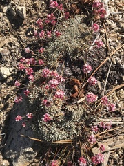 Eriogonum ovalifolium