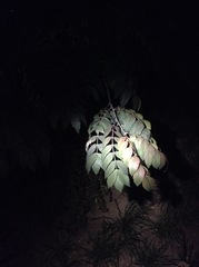 Picrasma quassioides