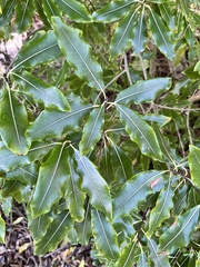 Pittosporum eugenioides