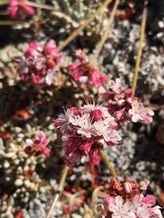 Eriogonum ovalifolium