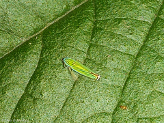 Sibovia