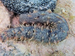 Holothuria hilla