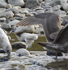 Larus glaucescens