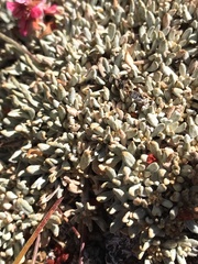 Eriogonum ovalifolium