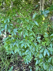 Pittosporum eugenioides