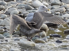 Larus glaucescens