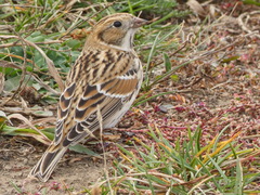 Calcarius lapponicus