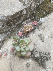 Sedum oreganum