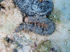 Holothuria hilla