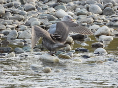 Larus glaucescens