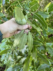 Pittosporum eugenioides