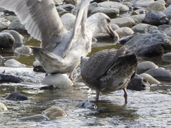 Larus glaucescens