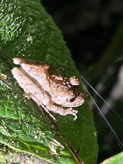 Pristimantis