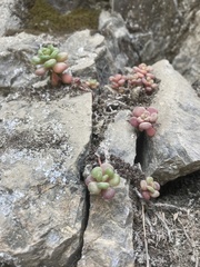 Sedum oreganum