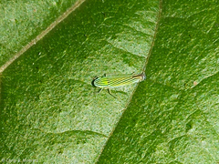 Sibovia