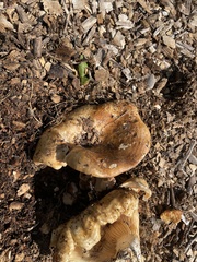 Lactarius alnicola