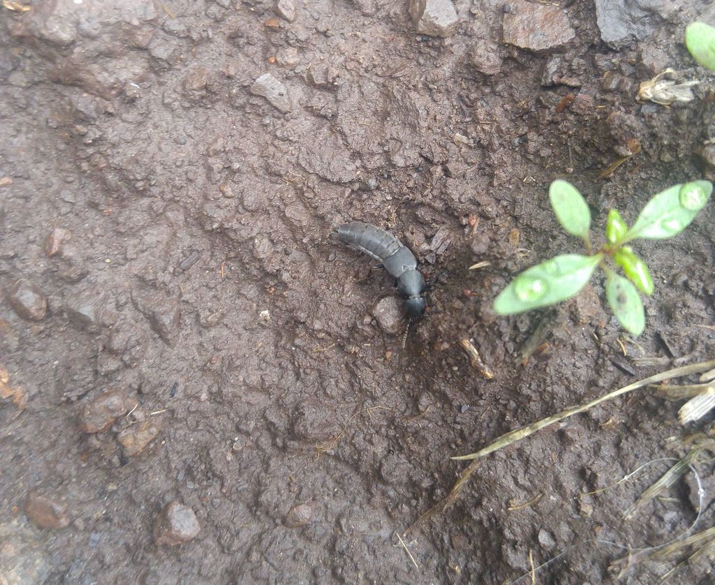Platydracus sepulchralis