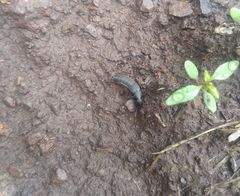 Platydracus sepulchralis